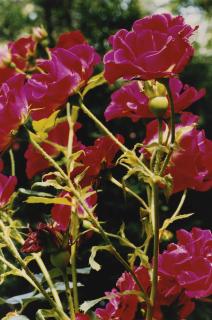 Thomas Struth - Pflanze Nr. 41 Busch-Rosen Mit Knospen Am Rhein In Düsseldorf