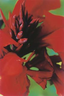 Thomas Struth - Plant no. 46, Canna