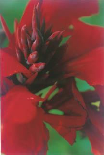 Thomas Struth - Plant No. 46, Canna