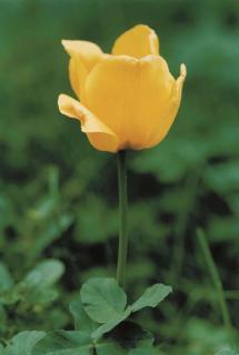 Thomas Struth - Single Red-Yellow Rose n. 43, 1992