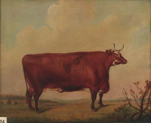 Thomas Weaver - A horned Herefordshire cow