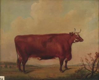 Thomas Weaver - A horned Herefordshire cow