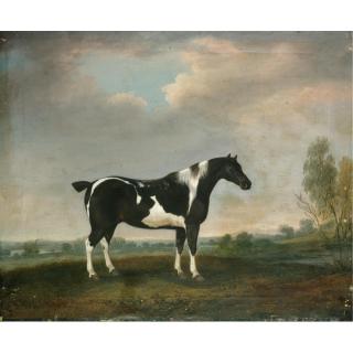 Thomas Weaver - A Piebald Cob In A Landscape