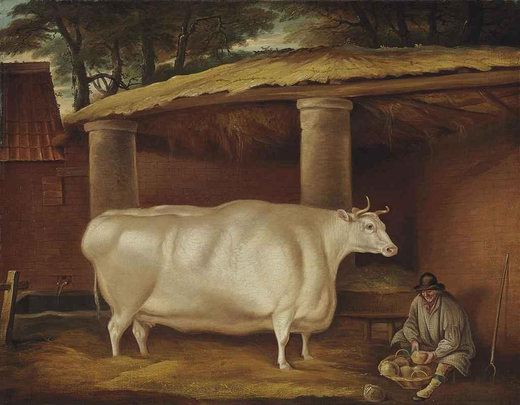 Thomas Weaver - White Shirthorn Heifer that Traveled