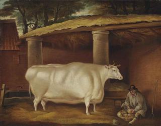 Thomas Weaver - White Shirthorn Heifer that Traveled