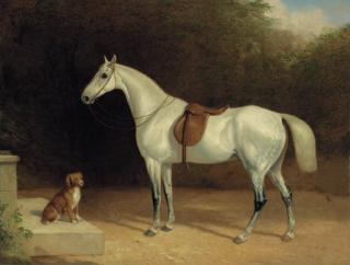 Thomas Woodward - A Saddled Grey Hunter, With A Dog On A Stone Step, And A Robin