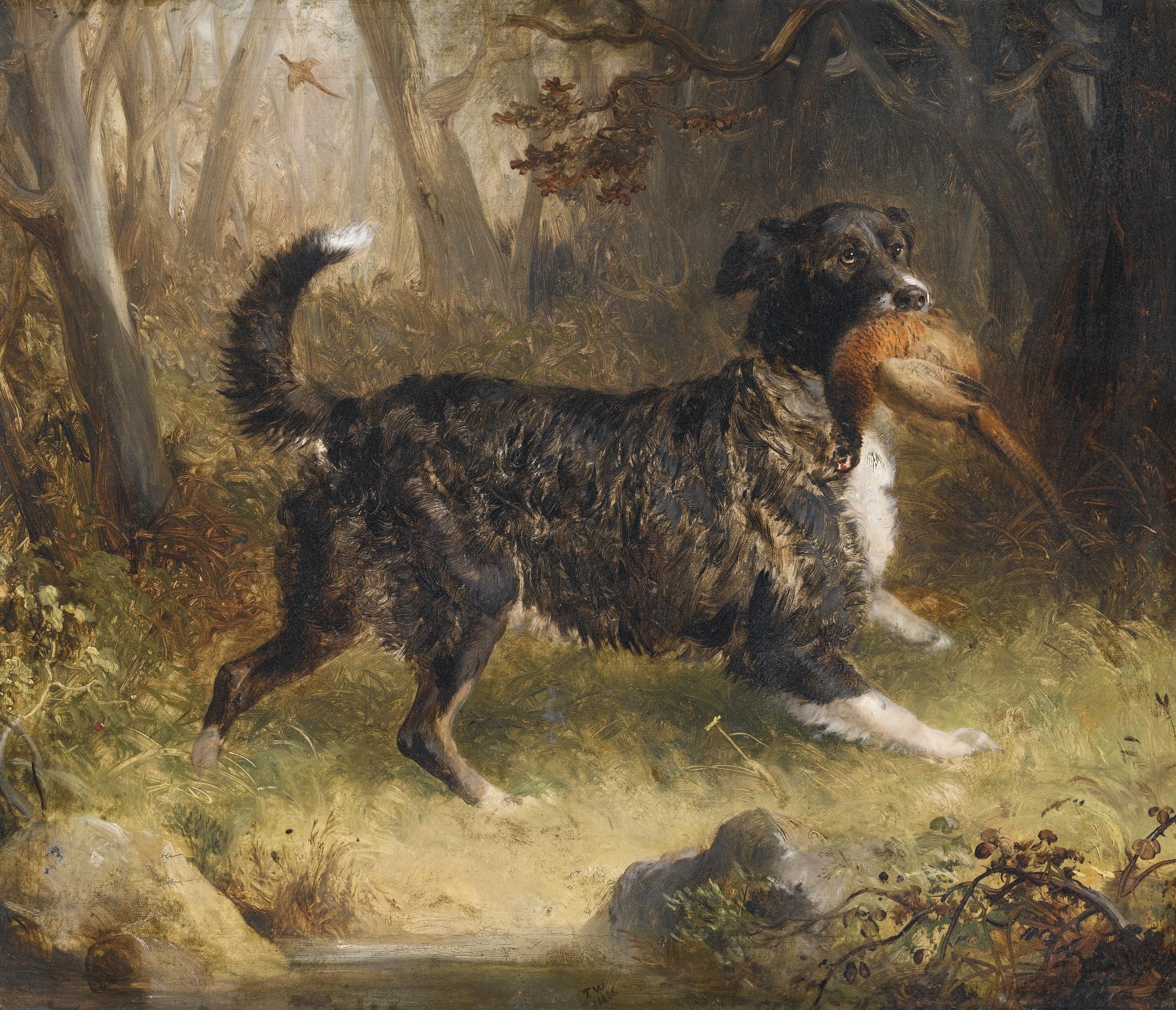 Thomas Woodward - A Setter Retrieving A Cock Pheasant