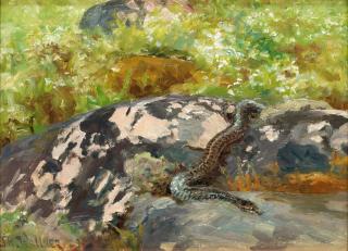 Thure Wallner - Smooth snake (Coronella austriaca)