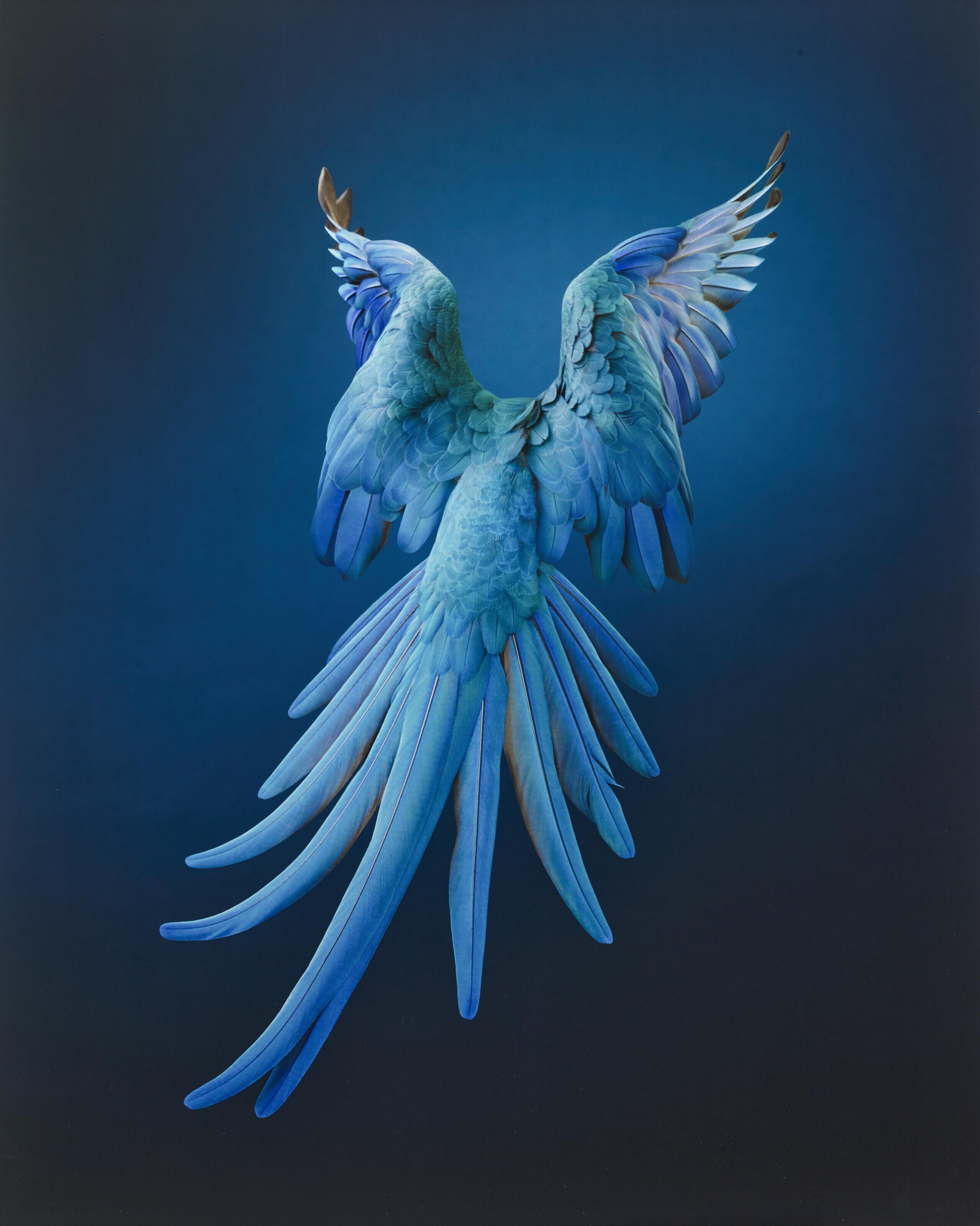 Tim Flach - Spix’s Macaw, Rearview, Unextinct, 2022
