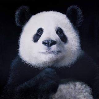 Tim Flach - Ya Yun Elegant, 2012
