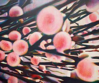 Tim Maguire - Untitled 20060905, 2006