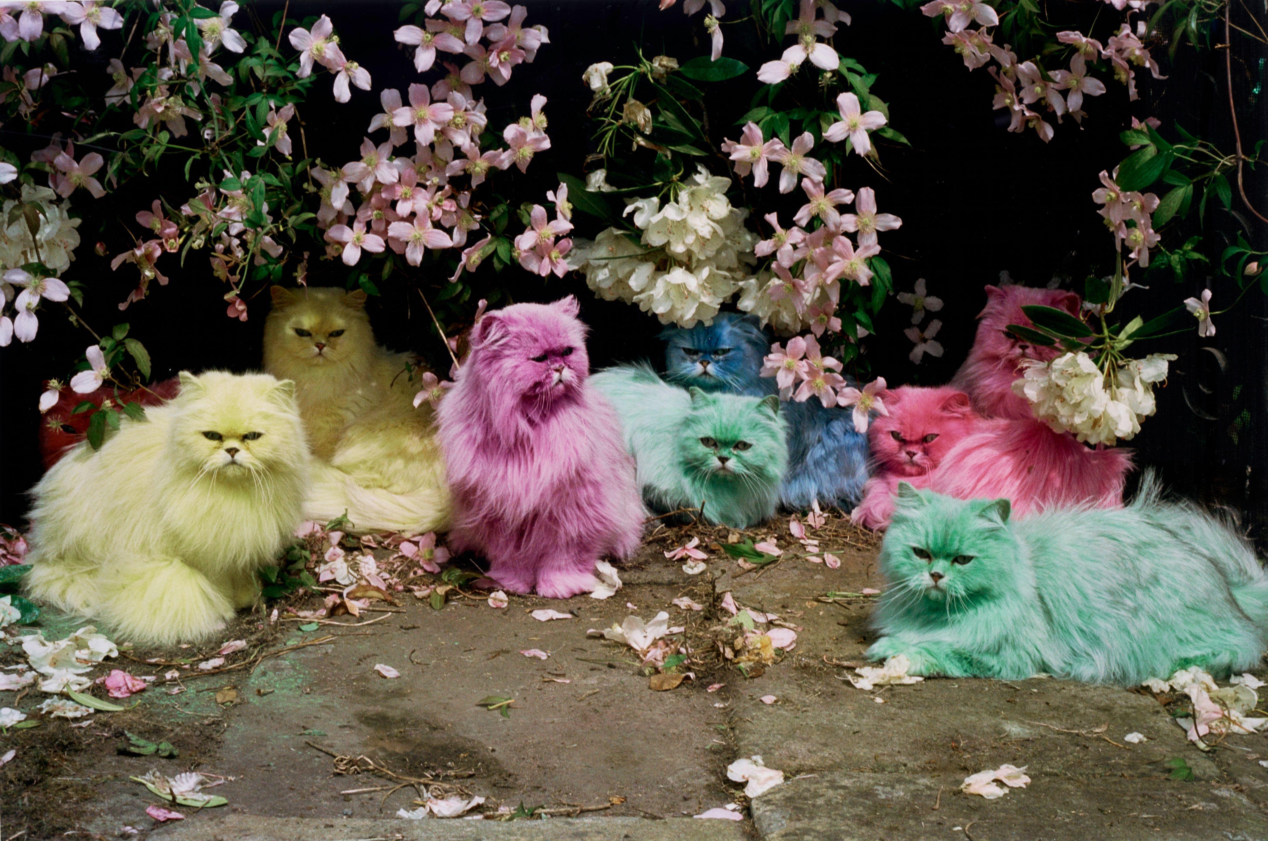 Tim Walker - Pastel Cats