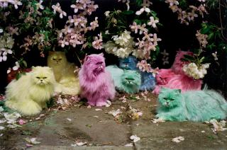 Tim Walker - Pastel Cats