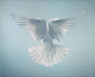 Timothy Flach - Spirit, 2010