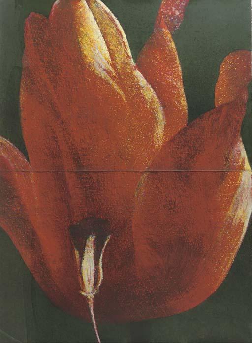 Timothy Maguire - Tulip