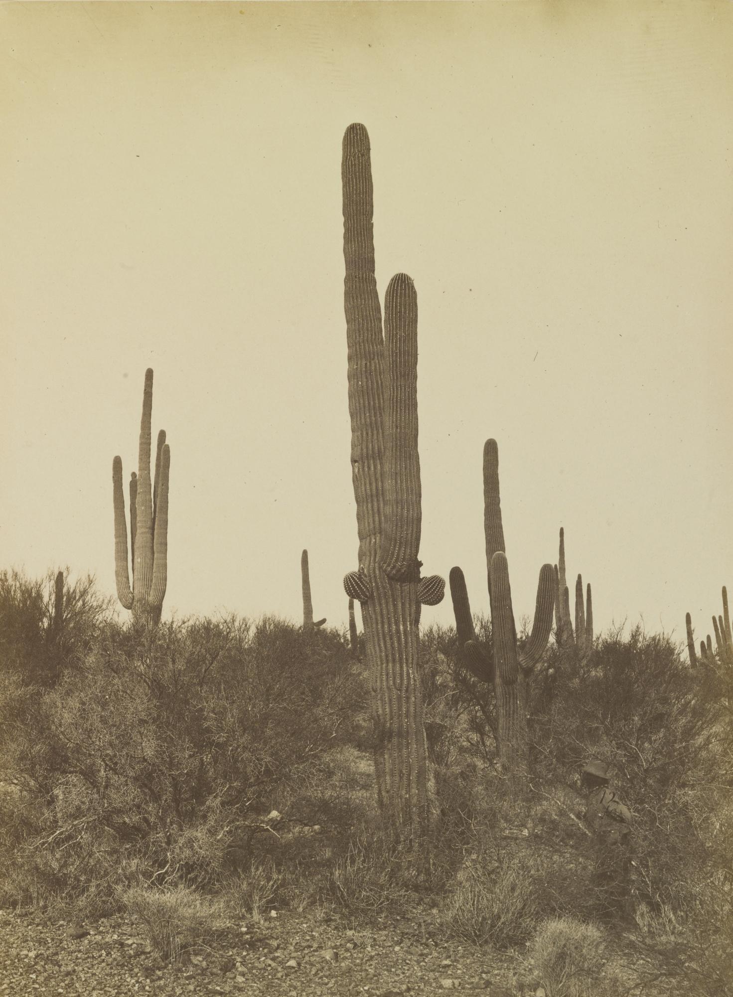 Timothy O\'Sullivan - \'Cereus Giganteus, Arizona\'