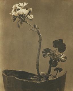 Tina Modotti - \'Geranio\'