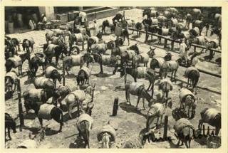 Tina Modotti - Untitled (Burros), C. 1929