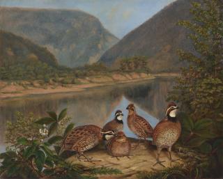 Titian Ramsay Peale - Five Bobwhites at the Delaware Water Gap