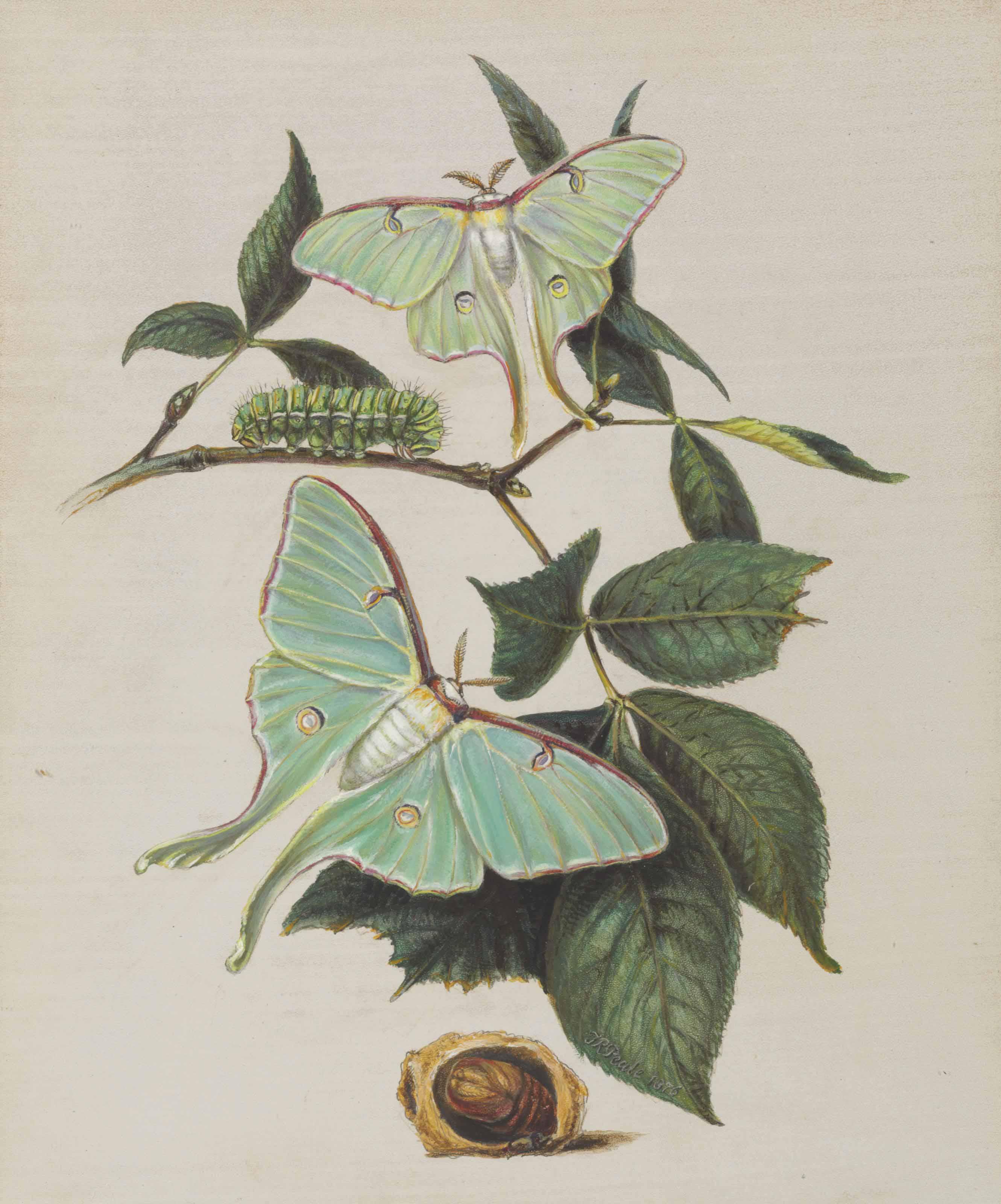 Titian Ramsay Peale - Green Moths