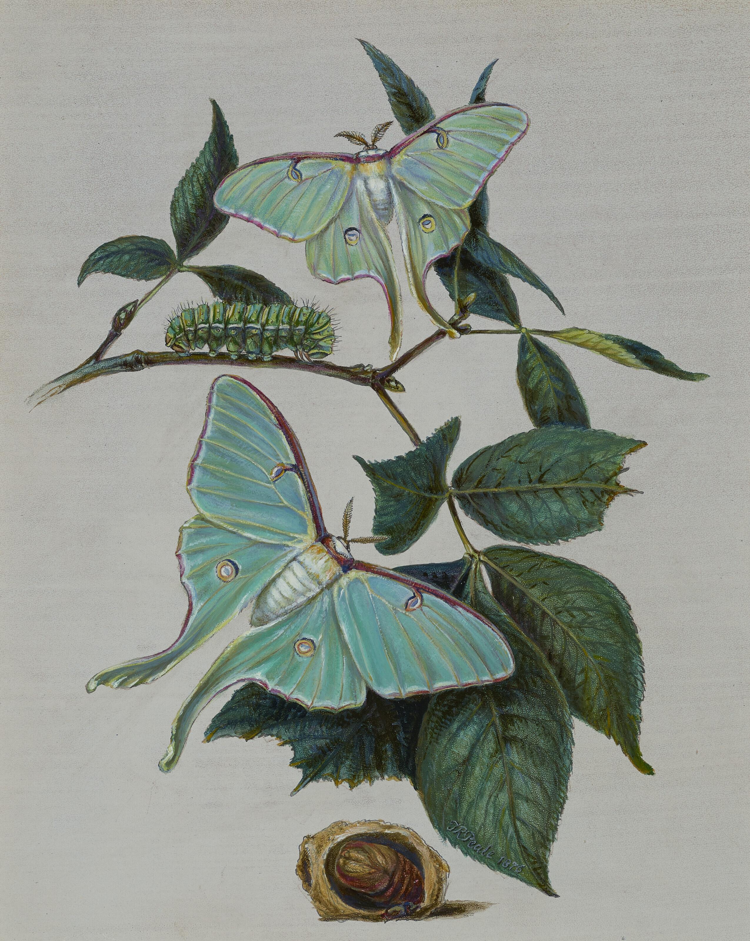 Titian Ramsay Peale - Green Moths