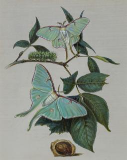 Titian Ramsay Peale - Green Moths