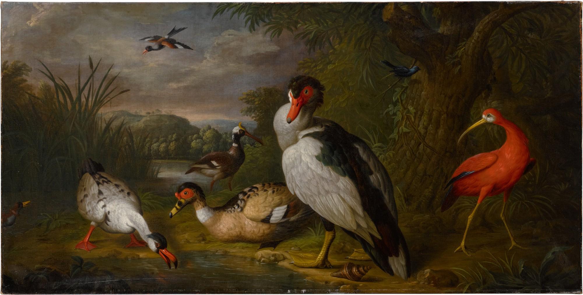 Tobias Stranover - A muscovy duck, a red ibis and other fowl in a landscape