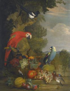 Tobias Stranover - Macaws, A Black-Billed Magpie And A Robin With A Fruit Still-Life
