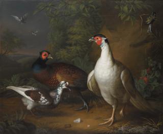Tobias Stranover - Pheasants, Doves And A Great Tit In A Landscape Setting