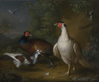 Tobias Stranover - Pheasants, Doves And A Great Tit In A Landscape Setting