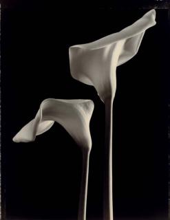 Tom Baril - Callas, 1998