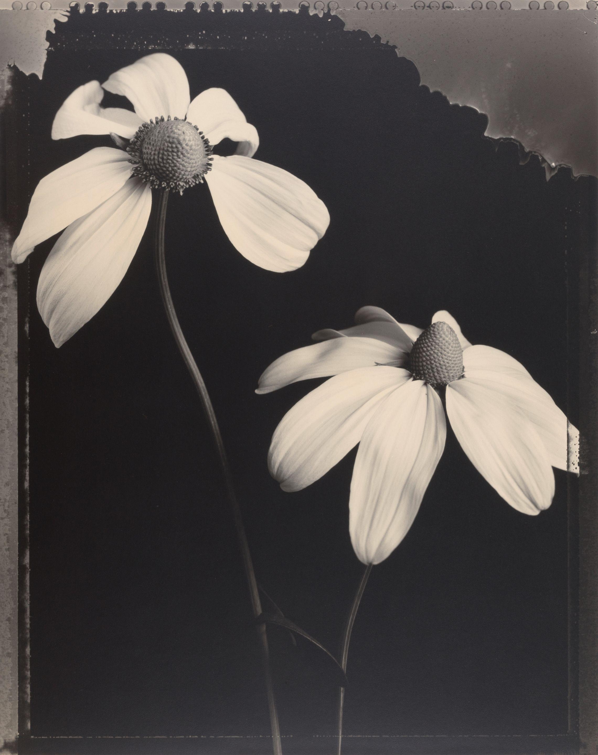 Tom Baril - \'Cone Flowers #536\'