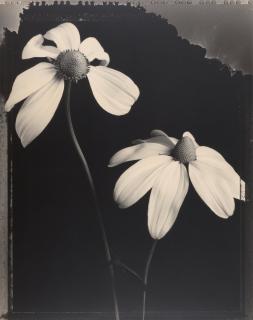 Tom Baril - \'Cone Flowers #536\'