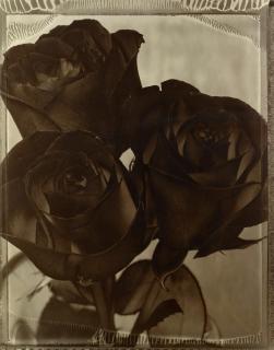 Tom Baril - Roses 2