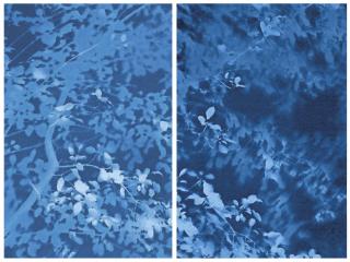 Tom Fels - Arbor 8-10-14 — Nos. 3 & 4 (Buckthorn), 2014