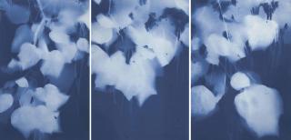 Tom Fels - Catalpa, 2014