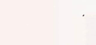 Tom Friedman - Untitled (Fly)