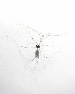 Tom Friedman - Untitled (Spider)
