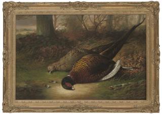 Tom Hold - A brace of pheasant in a woodland glade