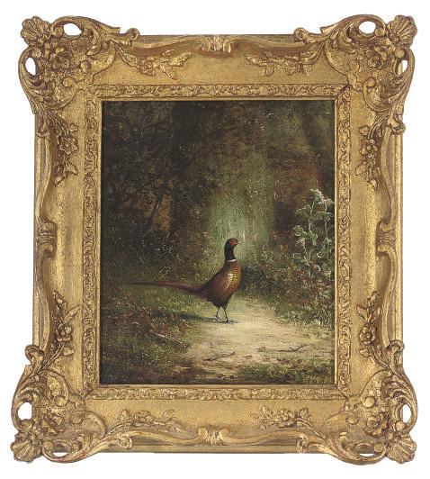 Tom Hold - A pheasant in a woodland glade