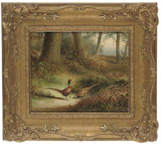 Tom Hold - Foraging pheasants