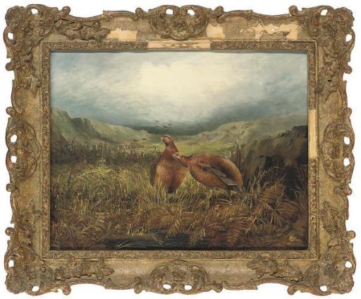 Tom Hold - Grouse in an extensive landscape