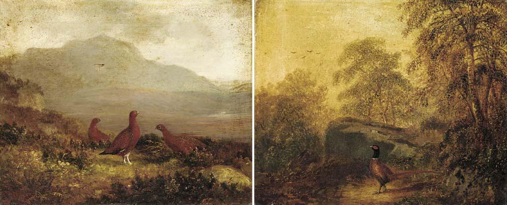 Tom Hold - Red grouse; and Pheasant