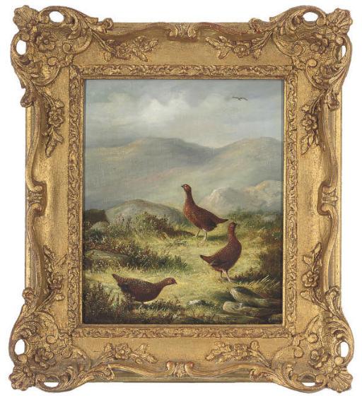 Tom Hold - Three grouse on a grassy plateau