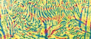 Tomoya Tsukamoto - Jungle of Colour 2