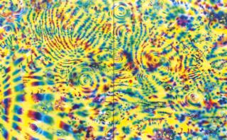 Tomoya Tsukamoto - Memory of the Forest - Tiger