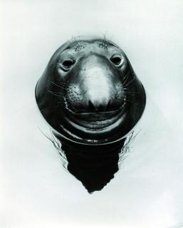 Toni Schneiders - Seelöwe