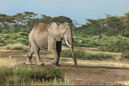 Tony Karpinski - Bull elephant, Amboseli Game Reserve, Kenya