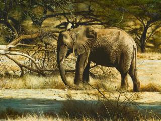 Tony Karpinski - Elephant in Samburu, Kenya