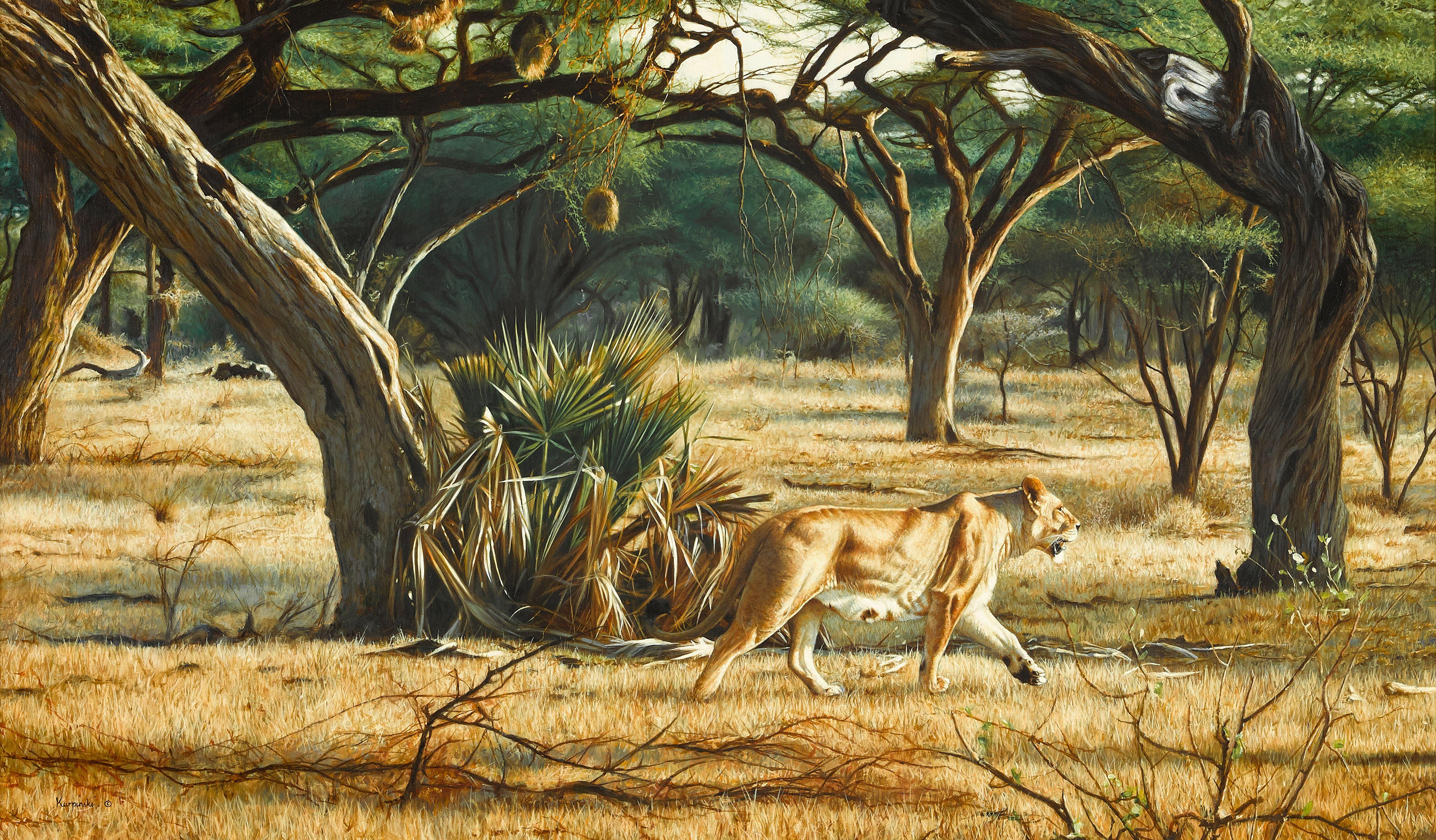 Tony Karpinski - Lioness, morning game drive
